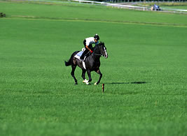 Turf course