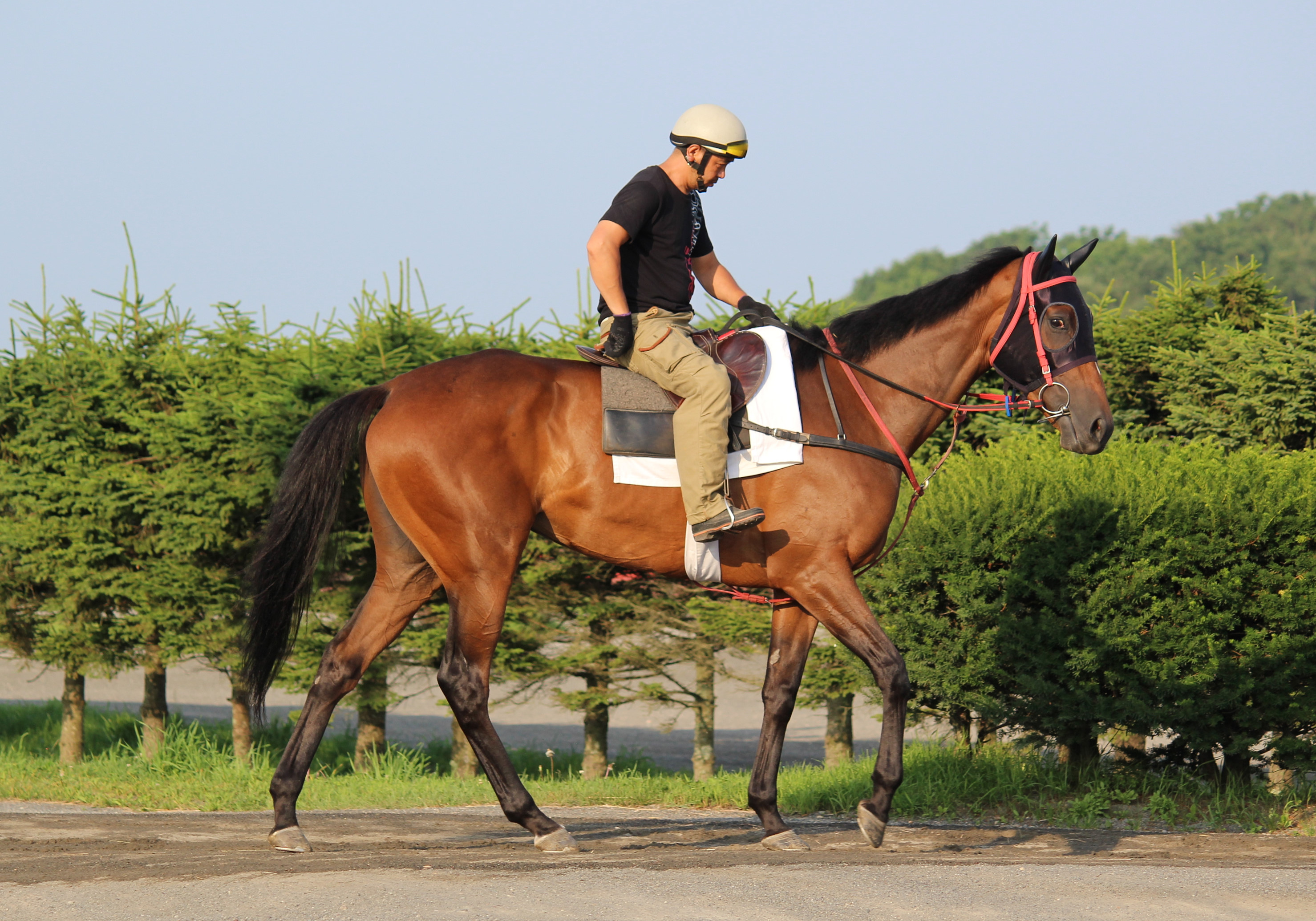 年6月6日 6月7日出走馬 ファンタストブログ