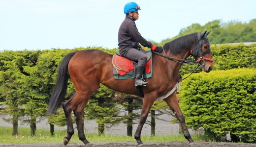 2024年11月23日、11月24日出走馬