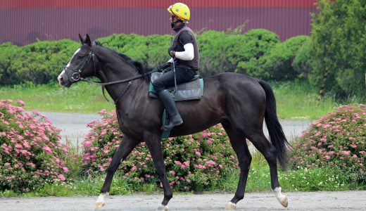 2024年11月9日、11月10日出走馬