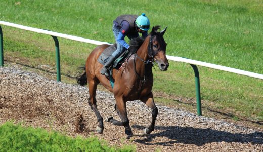 2025年11月1日、11月2日出走馬