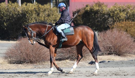 DMMドリームC～26年3月～